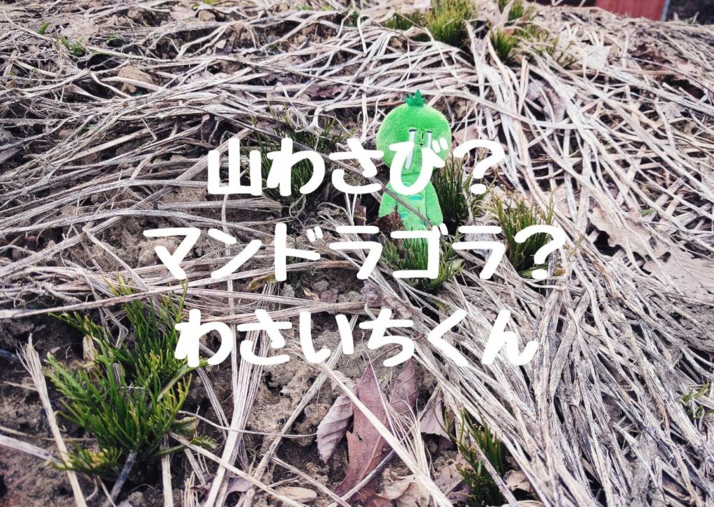 山わさびのマンドラゴラわさじくんのヒミツ