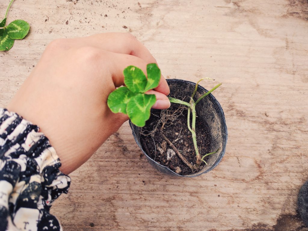 ポットにクローバーを植える