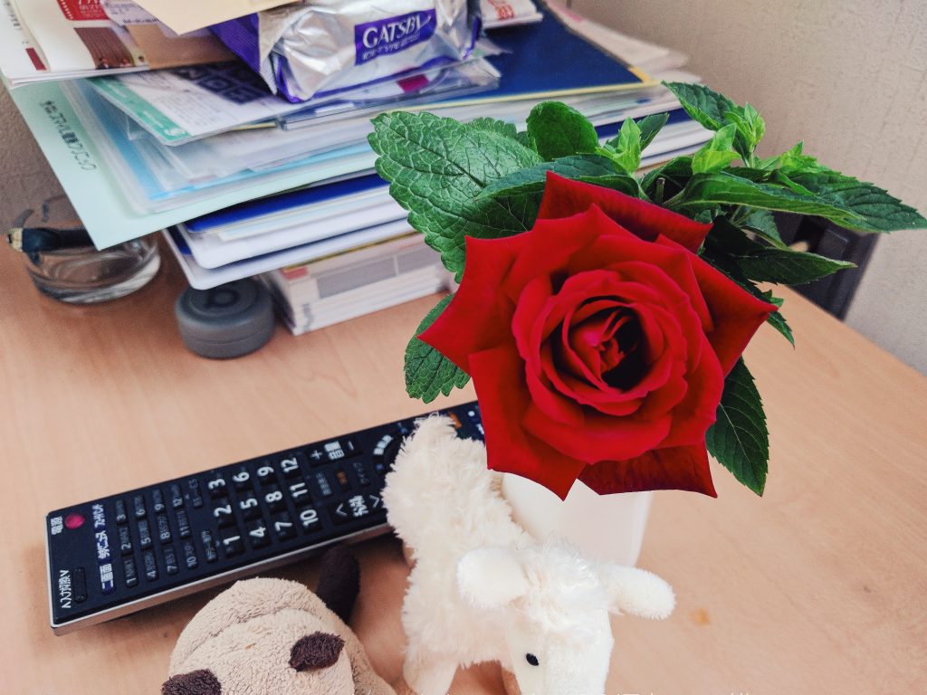 赤いバラパパメイアンのつぼみから花開くまでギャラリー