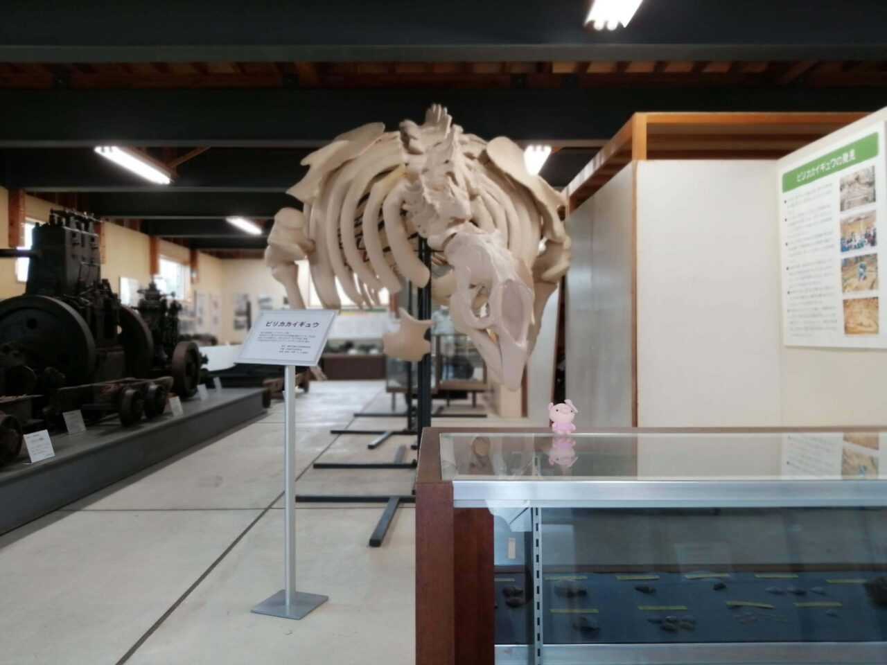 ピリカカイギュウの骨格標本